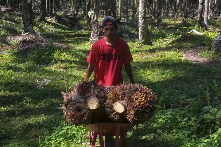 Malaysia dan Indonesia Cari Teman untuk Lawan UU Deforestasi Uni Eropa