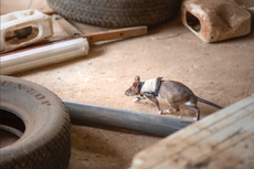 Punya Penciuman Tajam dan Tubuh Kecil, Tikus Dilatih Menemukan Korban Gempa