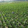 Will the EU Stick with Its 'Green Policy' for Southeast Asia?