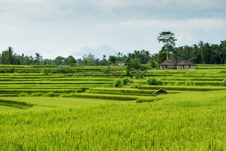 Pengertian Dataran Rendah