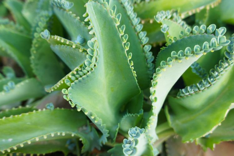 Ilustrasi tanaman cocor bebek, daun cocor bebek.