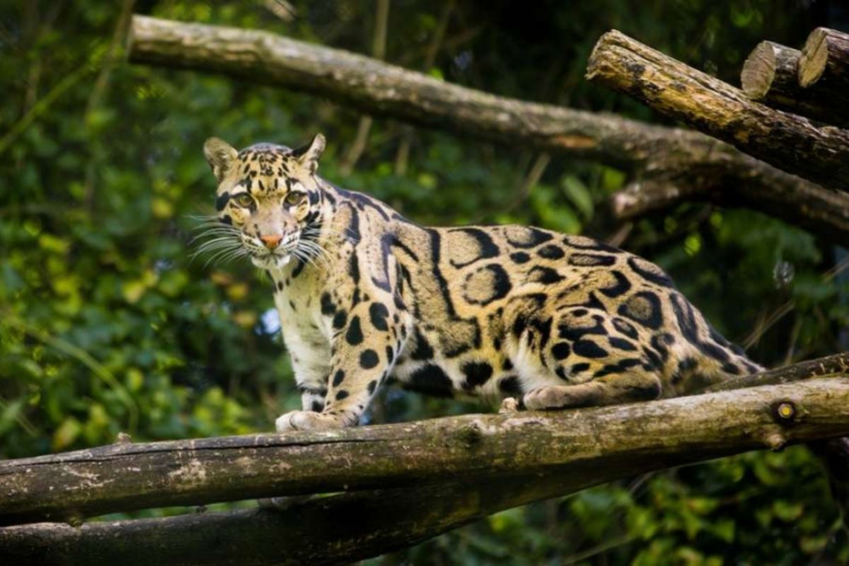 Macan tutul Formosa asli Taiwan adalah subspesies dari macan tutul yang banyak ditemukan di China dan Asia Tenggara (seperti foto di atas).