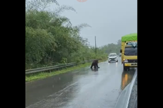 Video Viral Orangutan Menyeberang Jalan di Kutai Timur, Ini Penjelasan BKSDA Kaltim