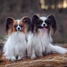5 Ras Anjing Terkecil di Dunia, dari Chihuahua hingga Papillon