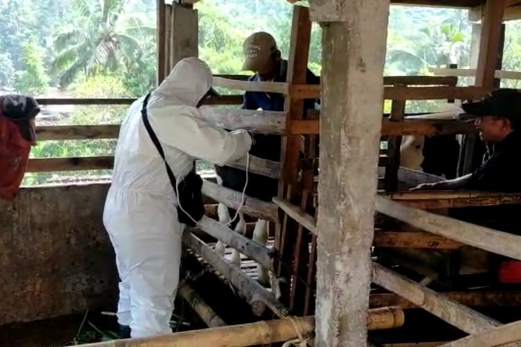 Salah satu petugas kesehatan hewan saat menyuntikkan vaksin PMK pada salah satu sapi milik peternak di kawasan Kecamatan Ngatang.
