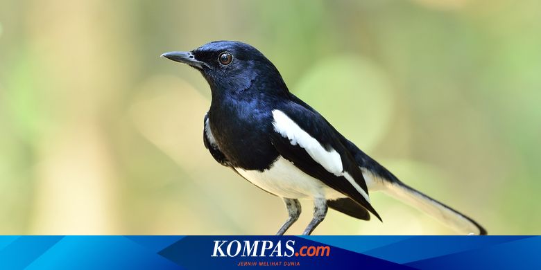 Apa Keistimewaan Burung Kacer Hingga Bernilai Jual Ratusan Juta Rupiah Halaman All Kompas Com Apa Keistimewaan Burung Kacer Hingga Bernilai Jual Ratusan Juta Rupiah Halaman All Kompas Com