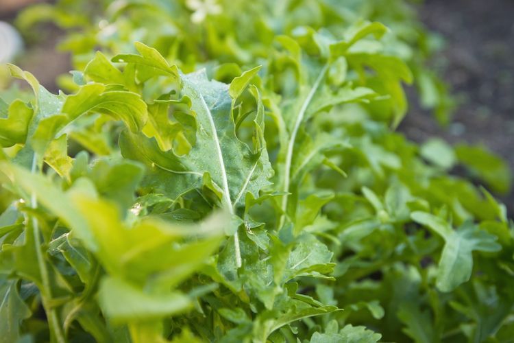 Ilustrasi tanaman sayuran Arugula.