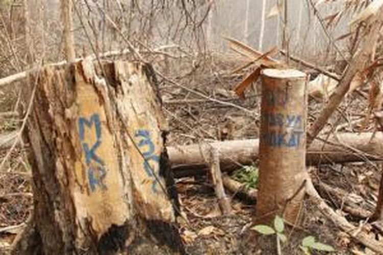 Tunggul kayu yang menjadi tanda kepemilihan lahan di areal Taman Nasional Tesso Nilo, Riau.