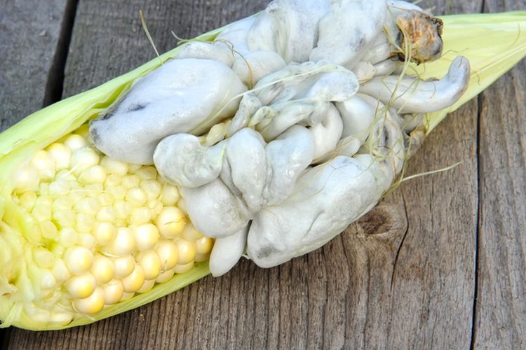 Ilustrasi buah jagung yang terserang penyakit gosong bengkak.