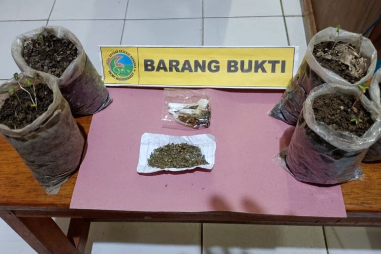 Barang bukti ganja dalam polybag yang diamankan Kepolisian Resor Pasaman Barat, Sumatera Barat.