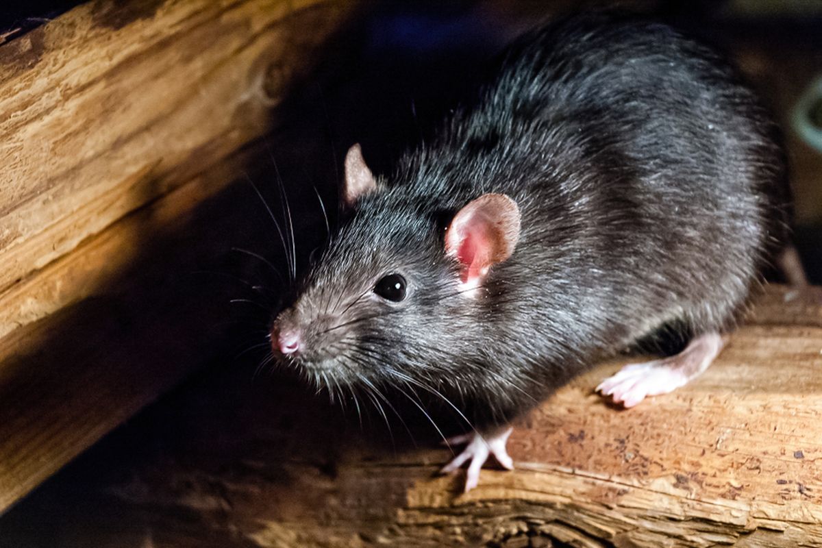 Ilustrasi tikus, serangan tikus merajalela di Queensland dan New South Wales, Australia. Ribuan tikus bermunculan diduga karena panen gandum.