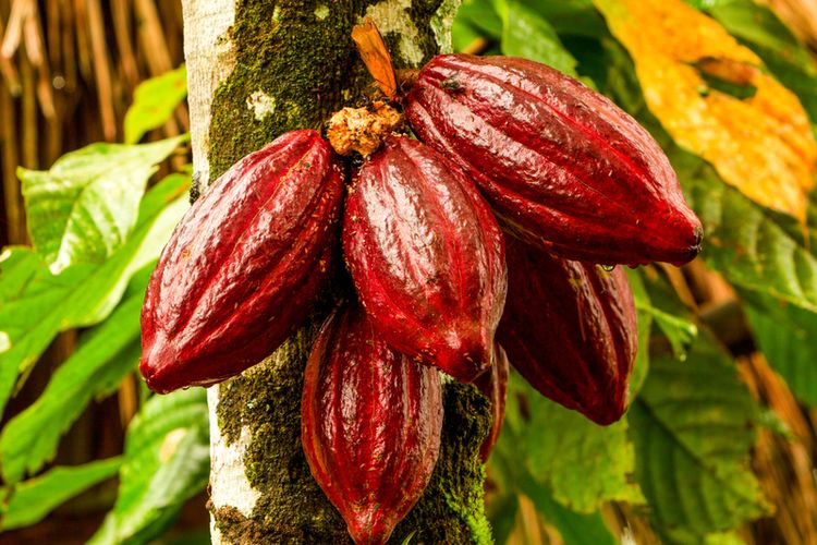 Foto : Anak Muda Mau Jadi Petani Kakao Sukses? Lakukan 3 Hal Ini