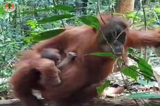 Bayi Orang Utan Ke-7 Lahir di Pusat Reintroduksi Cagar Alam Aceh Besar