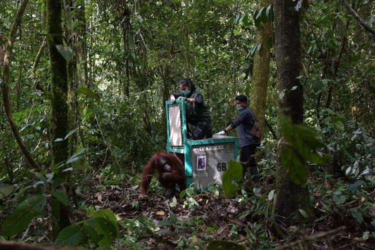Pelapasliaran orang utan di Taman Nasional Bukit Baka Bukit Raya Kalimantan Tengah. 