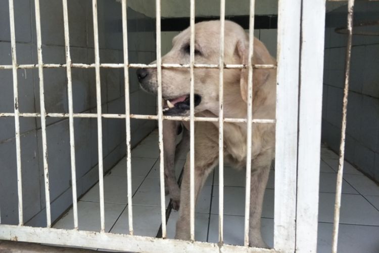 Maxwell, anjing pelacak Polda Metro Jaya yang sudah memasuki masa pensiun. Foto diambil pada Kamis (3/5/2018).