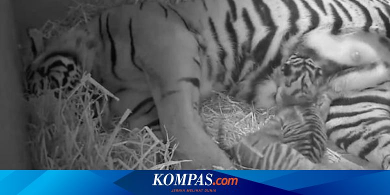 10 Fakta Mengagumkan Tentang Harimau Sumatera Yang Jarang Diketahui Halaman All Kompas 