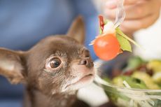 Bolehkah Anjing Makan Tomat? Ini Penjelasannya