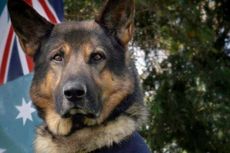 Anjing Militer Australia Kini Bisa Pensiun