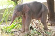 Gajah Lahir di Taman Satwa Lampung, Dinamai Rut untuk Hormati Dubes Norwegia