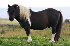 Kuda Poni Dikenal Cerdas dan Bersahabat, tapi 3 Hal Ini Bisa Membuatnya Agresif