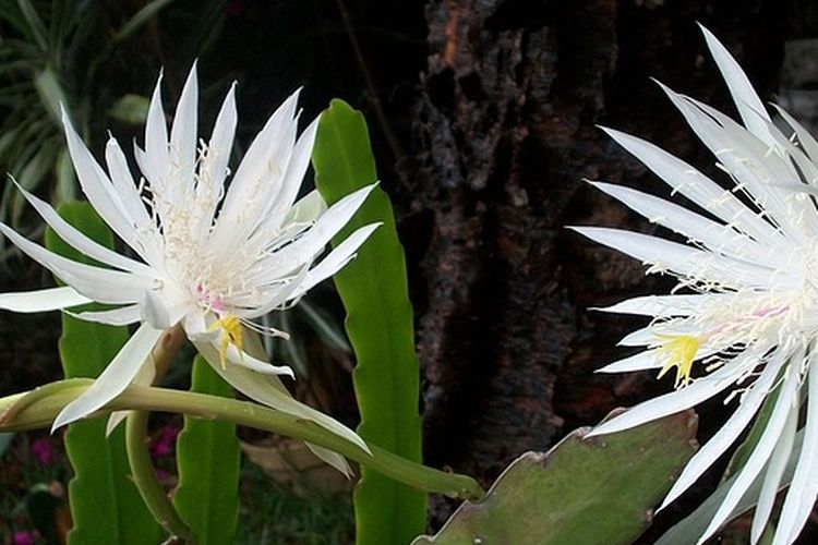 Ilustrasi bunga Wijaya Kusuma. 