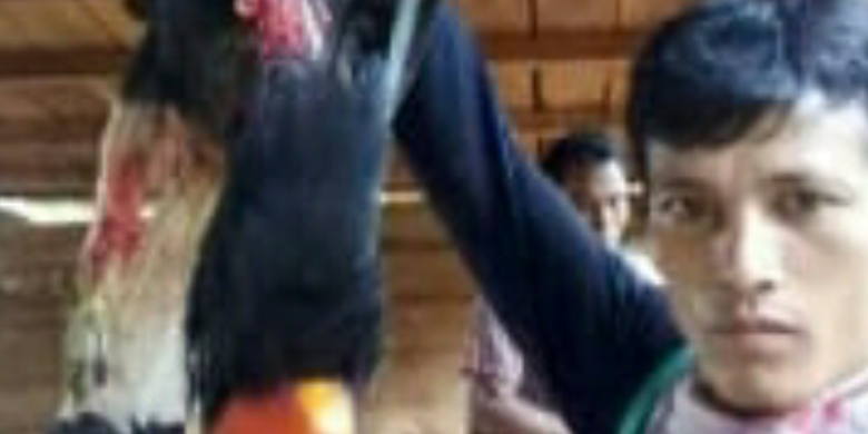 Pembantaian Burung Rangkong Viral Di Medsos Pelakunya Ditangkap