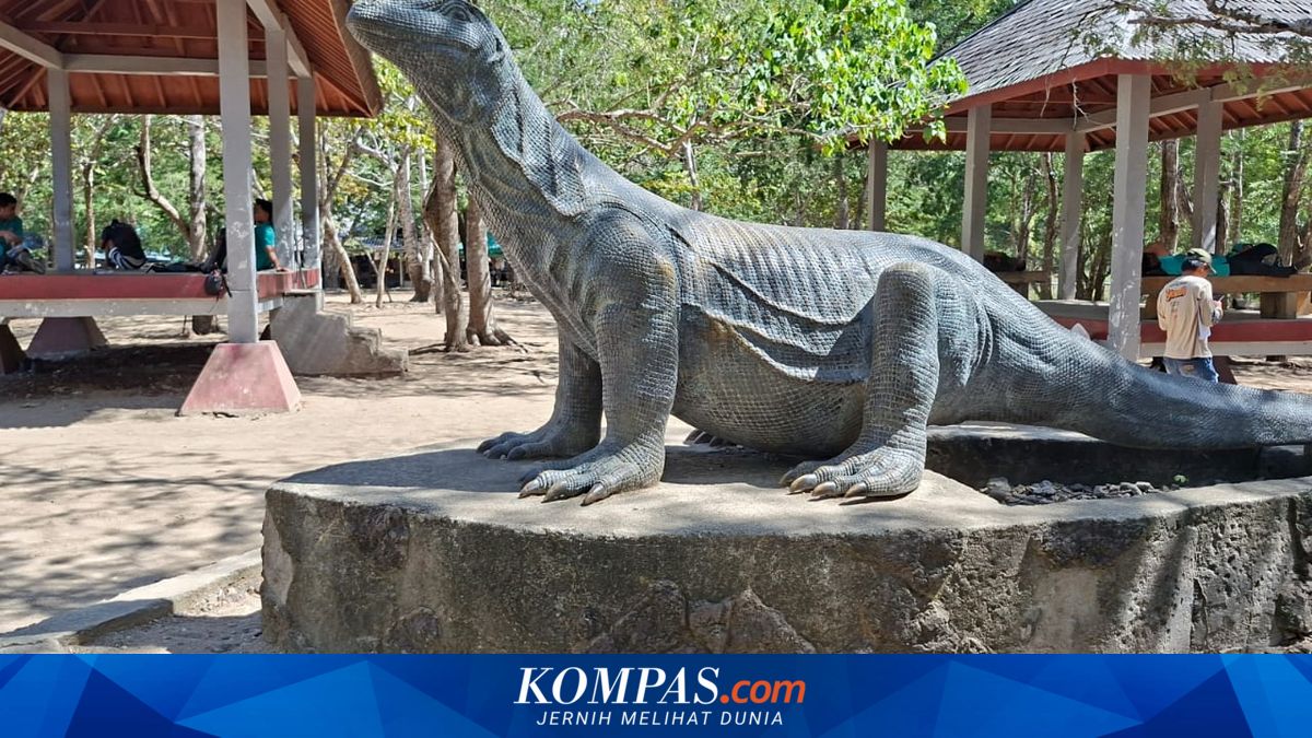 Serunya Melihat Komodo dari Dekat, Keunikan "Wisata Devisa" yang Terus Diburu Turis Dunia