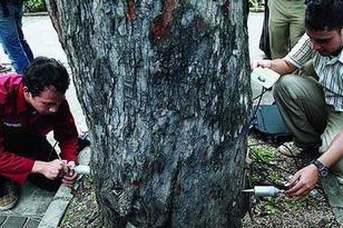 Mahasiswa dari Institut Pertanian Bogor mengoperasikan peralatan Sylvatest di batang pohon asem yang tumbuh di trotoar Jalan Medan Merdeka Selatan, Jakarta Pusat, Kamis (2/2/2012). Peralatan tersebut digunakan untuk mengukur tingkat kekeroposan pohon dengan menggunakan gelombang ultrasonik.