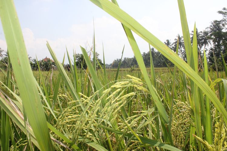 Areal pesawahan di wilayah Cianjur, Jawa Barat