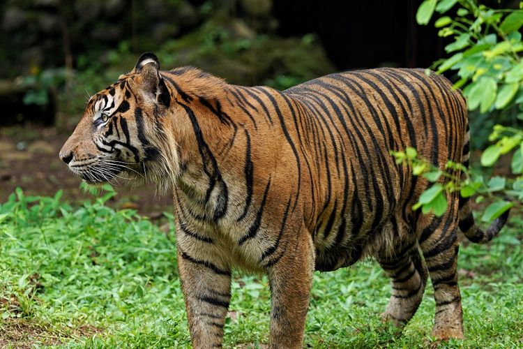 Harimau Sumatra di Taman Margasatwa Ragunan, Jakarta DOK. Shutterstock