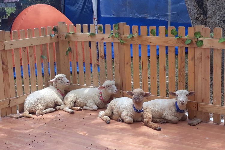 Domba di dalam kandang pemberian makan di Pameran Flora dan Fauna (Flona) 2022. (KOMPAS.com/Louis Brighton Putramarvino)
