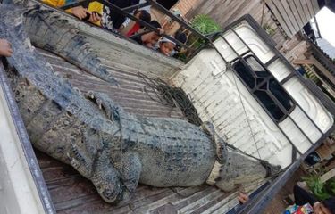 Crocodile Snatches Woman Doing Laundry in River in Eastern ...