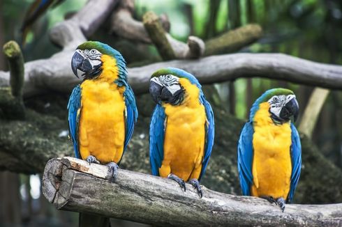 Kenapa Bulu Burung Macaw Berwarna-warni?