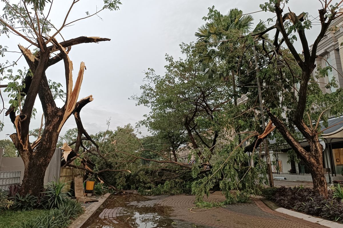 Pohon yang tumbang di sekitar ruko De Mansion, Alam Sutera, Serpong, Tangsel pada Sabtu (17/12/2022) sore. 