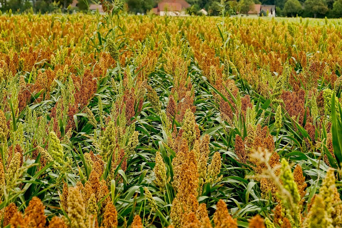 Ilustrasi lahan tanaman sorgum. 