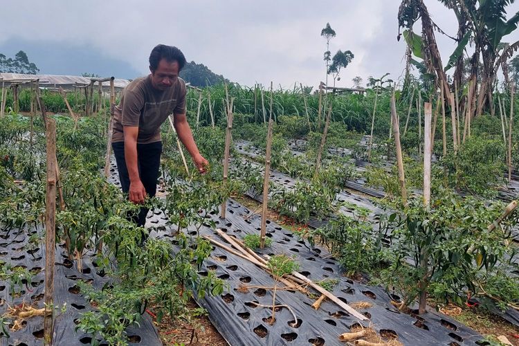 Sukardi menunjukan tanaman cabai yang rusak karena faktor cuaca