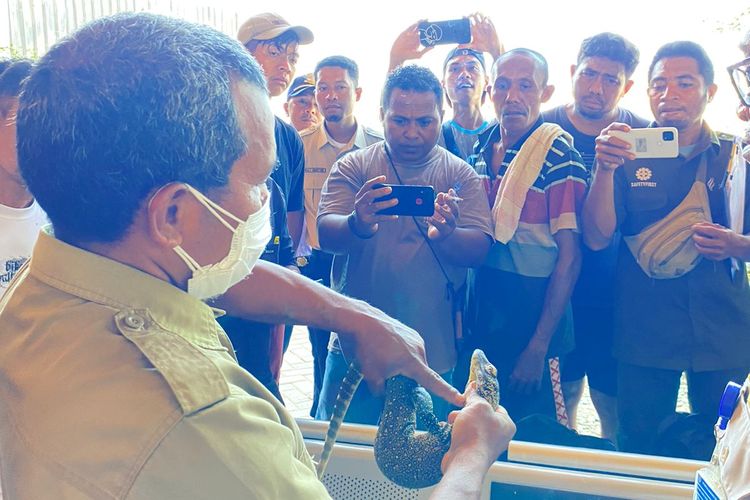 Tim gabungan di Pelabuhan Penyebrangan ASDP Labuan Bajo, Kabupaten Manggarai Barat, NTT, berhasil menggagalkan upaya penyelundupan satu ekor anak komodo, pada Senin (30/10/2023). 