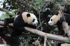 Jarang Terjadi, 2 Panda Raksasa Terekam Kamera Berduaan di Siang Hari
