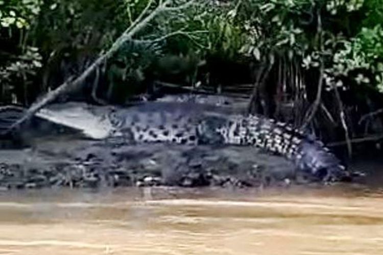 Tangkapan layar video penampakan buaya di hutan bakau Pulau Nusakambangan, Cilacap, Jawa Tengah.