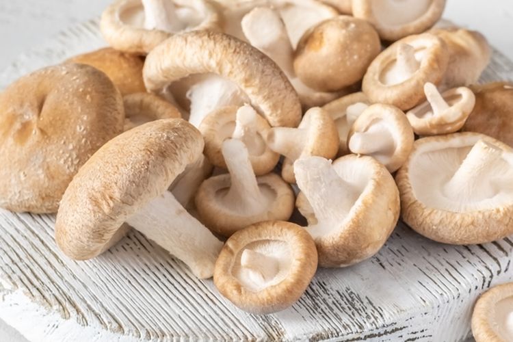 Ilustrasi jamur shiitake. 