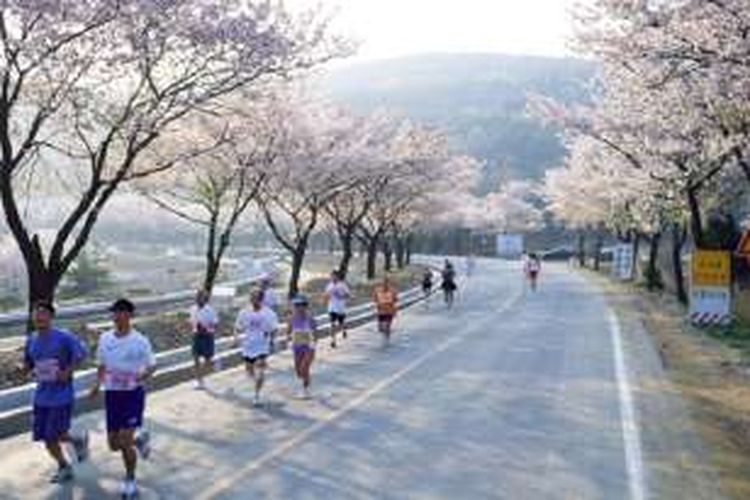 Pelari mengikuti Gyeongju Cherry Marathon