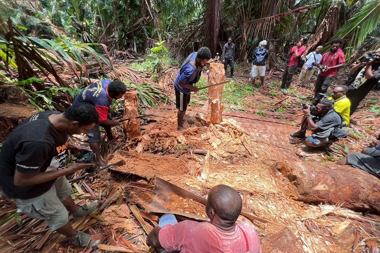 Warga Kampung Yoboi bersama para pengunjung, saat hendak mencari ulat di dalam pohon sagu yang berlangsung di Kampung Yoboi, Distrik Sentani, Kabupaten Jayapura, Papua, beberapa hari menjelang pelaksanaan Festival Ulat Sagu pada tanggal 25-27 Oktober 2022.