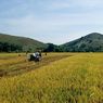 Hamparan Sawah Instagramable di Desa Wisata Kolisia B di NTT