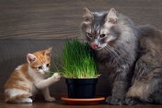 Kenapa Kucing Menyukai Rumput Gandum?