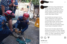 Viral, Video Petugas Damkar Evakuasi Buaya di Jaksel, Bagaimana Kronologinya?