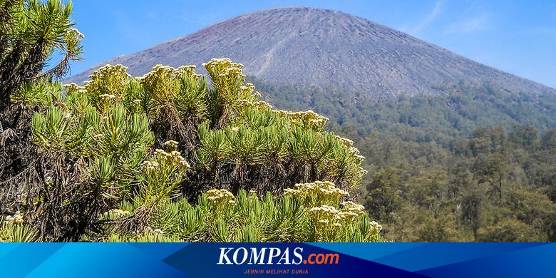 8 Fakta Edelweis Bunga Abadi Di Gunung Yang Tak Boleh Dipetik Halaman All Kompas Com