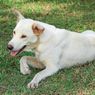Alasan Anjing Berguling-guling di Rumput dan Cara Menghentikannya