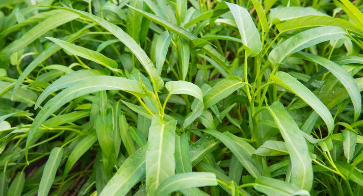 Kangkung dan Bayam Bikin Kota Penyangga IKN Kembali Alami Inflasi 