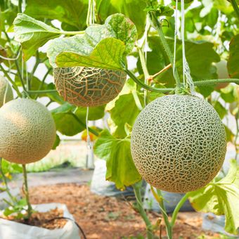 Ilustrasi menanam melon madu di greenhouse