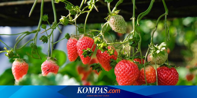 5 Tanaman Buah yang Cepat Panen dan Bisa Ditanam di Rumah Halaman all - Kompas.com